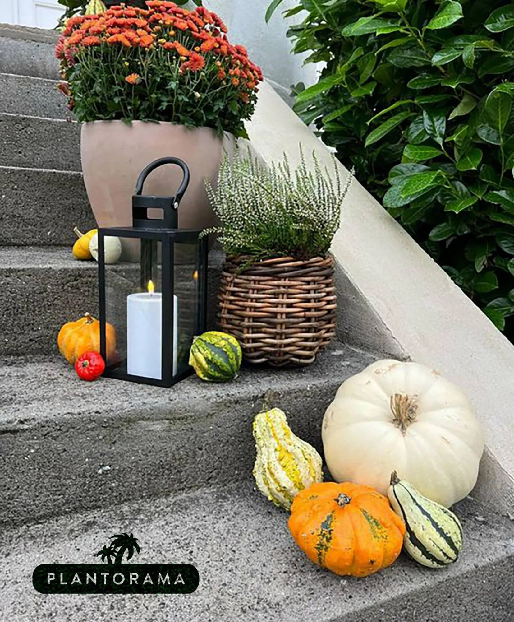 Plantorama tilbudsavis Gyldig indtil 28. september - 12. oktober 2023 - tilbudsavis side 1