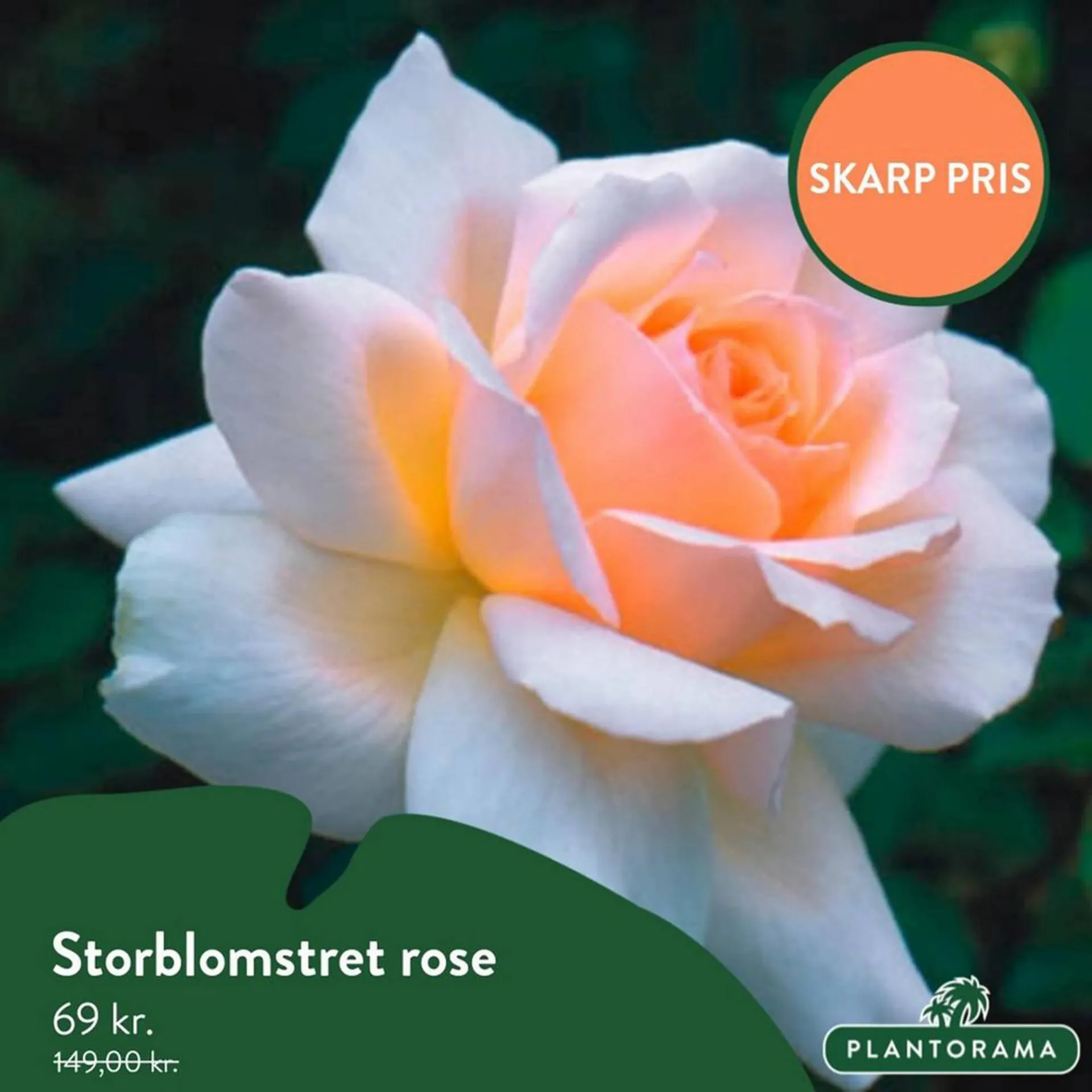 Plantorama tilbudsavis Gyldig indtil 26. juni - 10. juli 2023 - tilbudsavis side 4