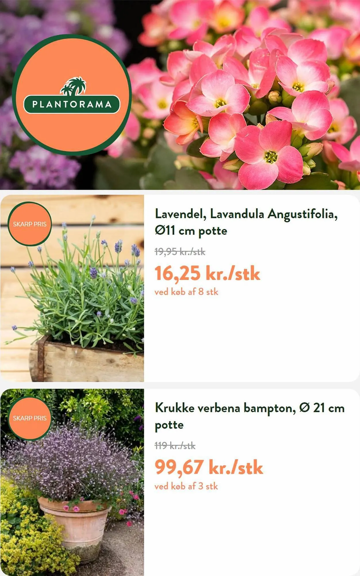 Plantorama tilbudsavis Gyldig indtil 13. juli - 11. august 2023 - tilbudsavis side 1
