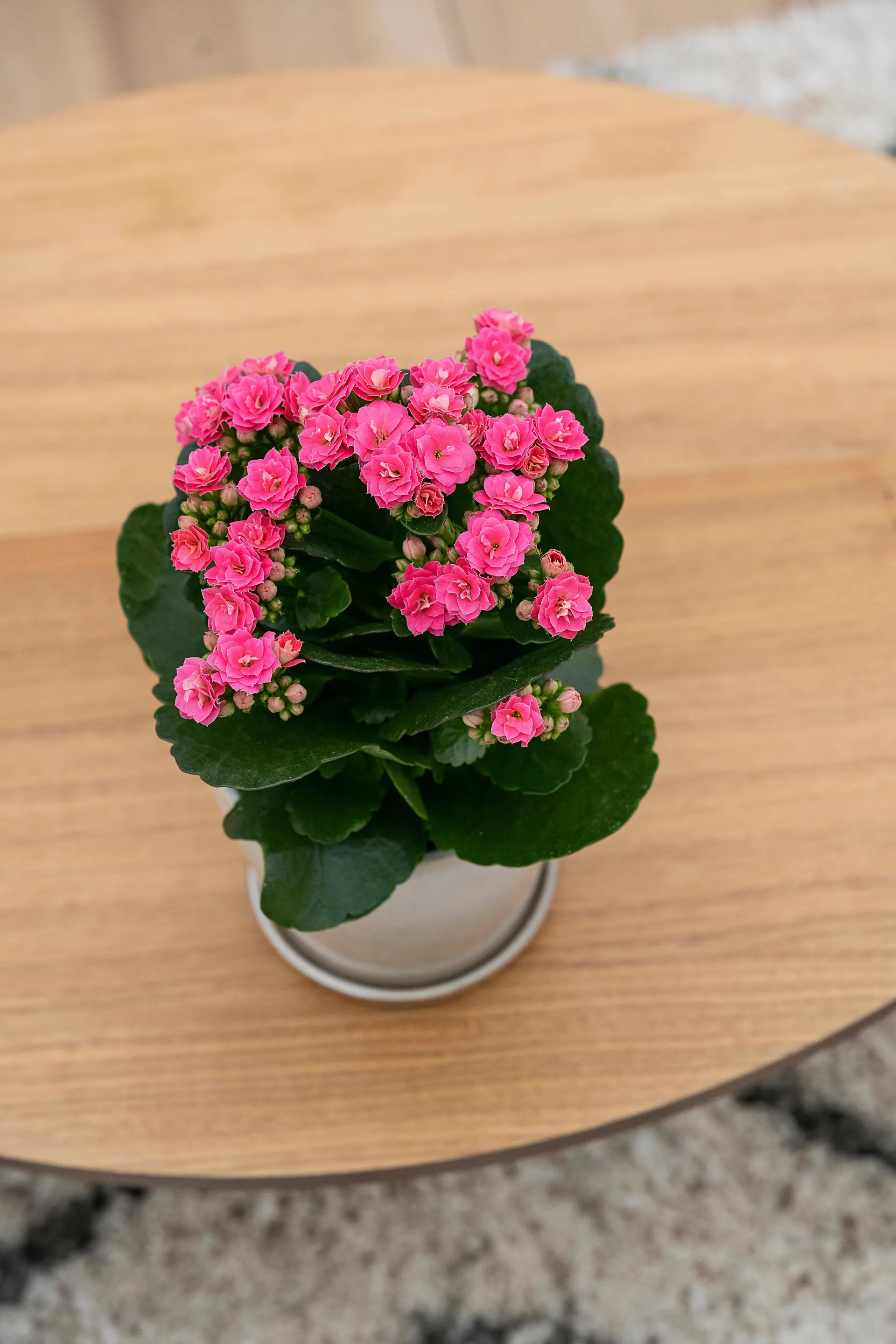 Queen®, Kalanchoe blossfeldiana pink, Ø10,5 cm potte