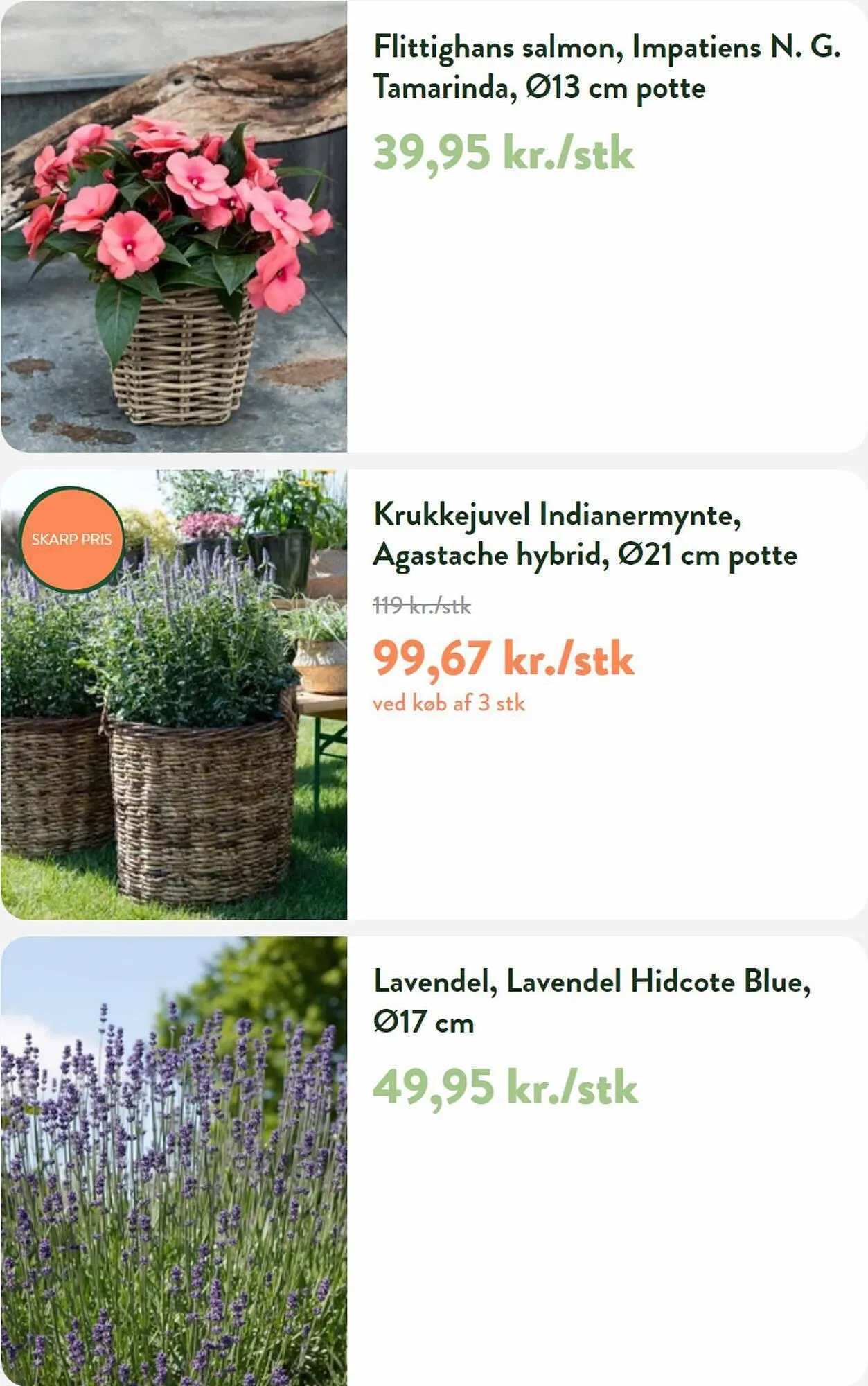 Plantorama tilbudsavis Gyldig indtil 13. juli - 11. august 2023 - tilbudsavis side 2
