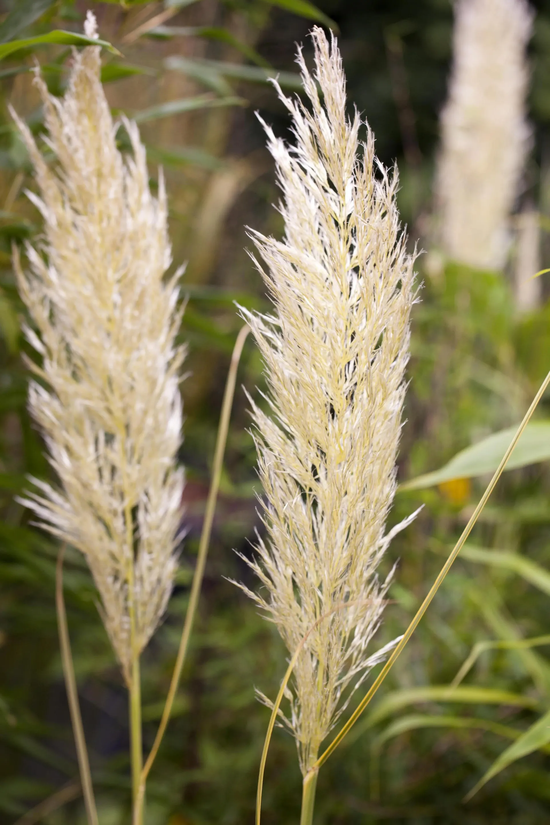 Pampasgræs, Cortaderia selloana 'Comet', 5 liters potte