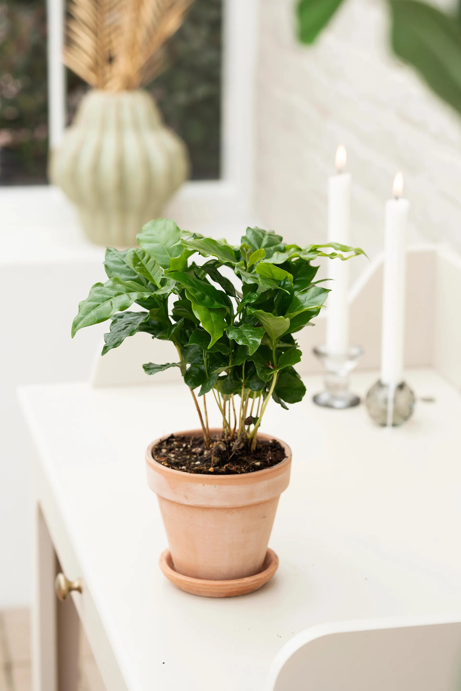 Kaffetræ, Coffea arabica H25 cm, Ø12 cm potte