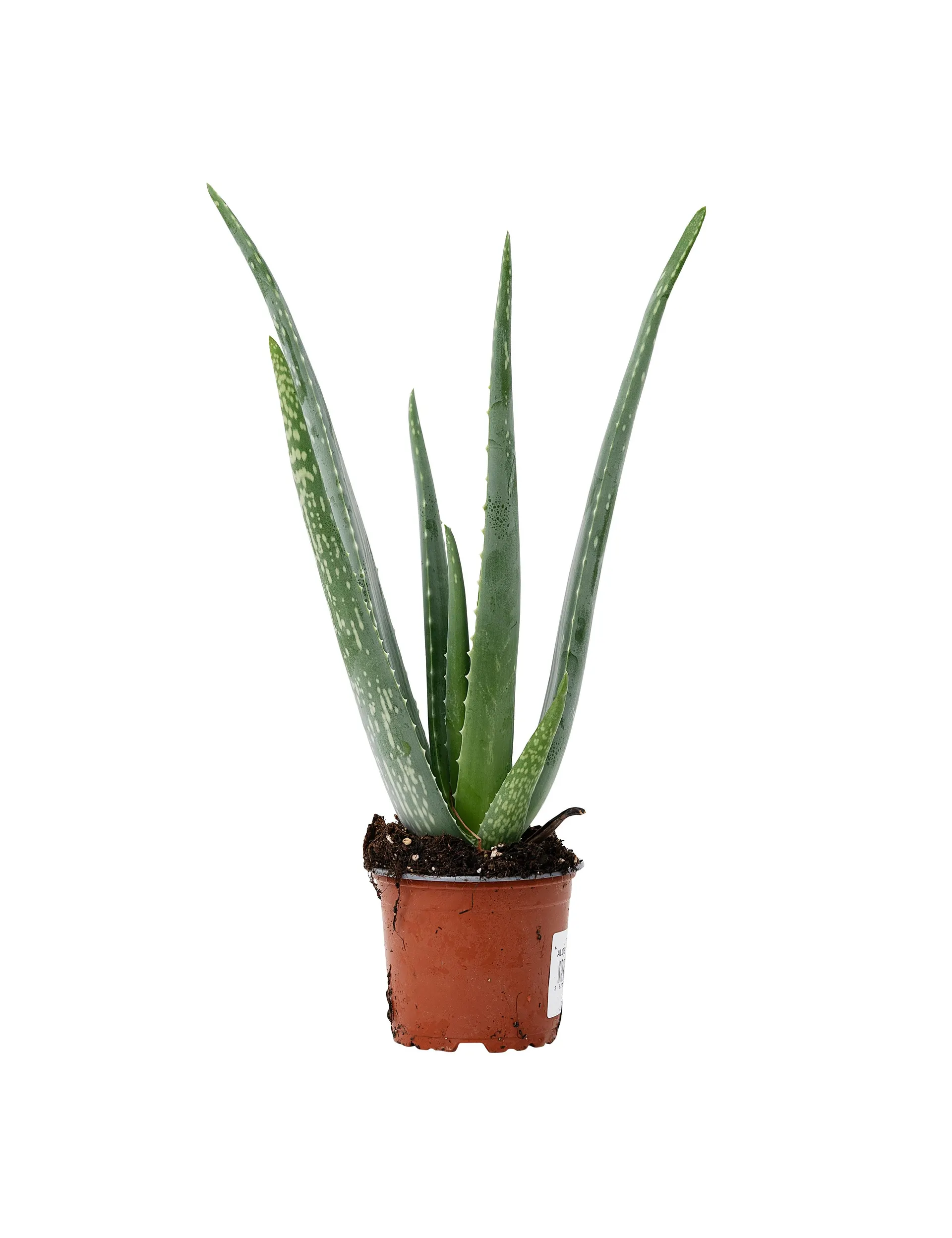 Aloe vera, Ø10,5 cm potte