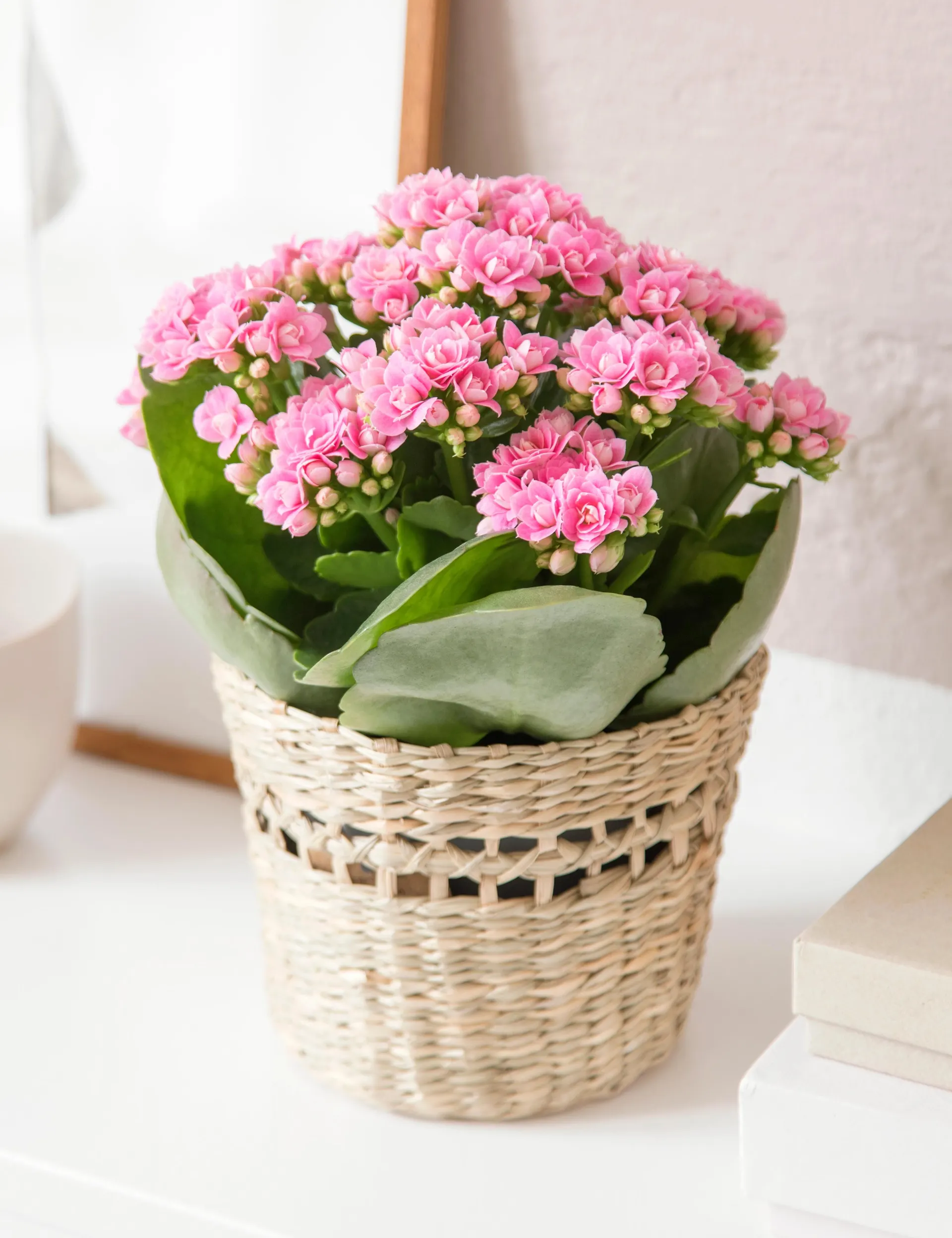 Queen®, Kalanchoe blossfeldiana rosa, Ø10,5 cm potte
