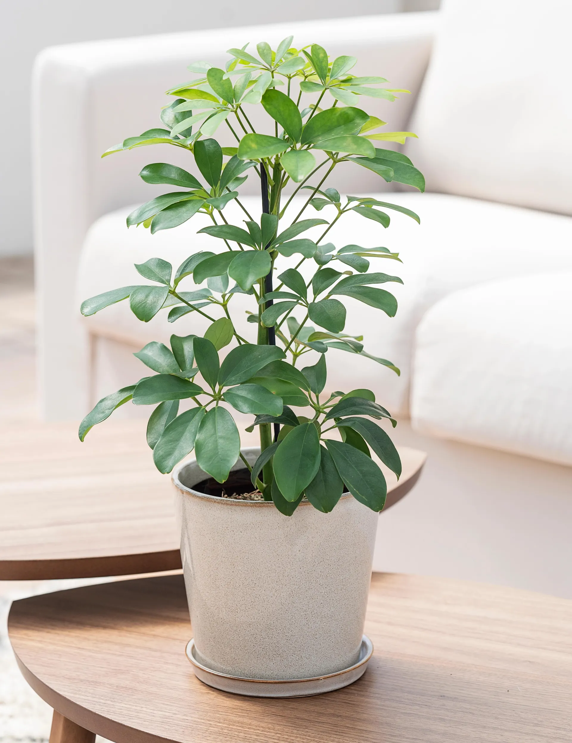 Paraplytræ, Schefflera arb. 'Nora', Ø13 cm potte