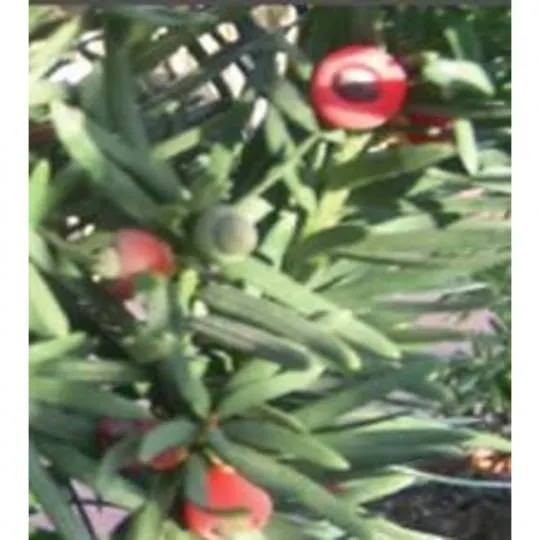 TEJO MACETA 5 LITROS