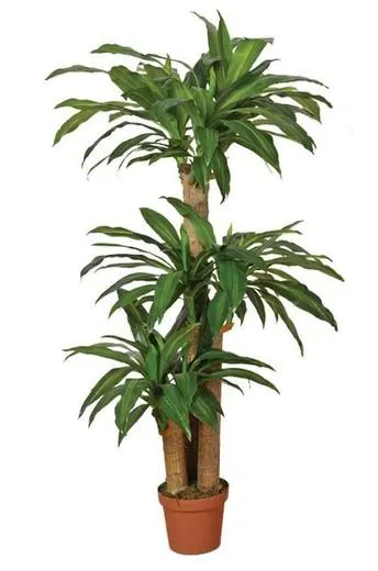 Dracena Dracena 145 cm
