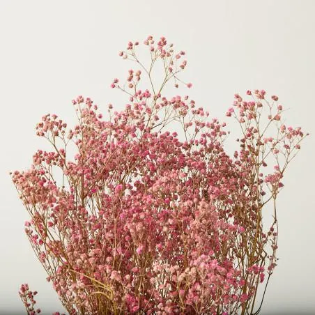 PANICULATA ETERNA ROSA