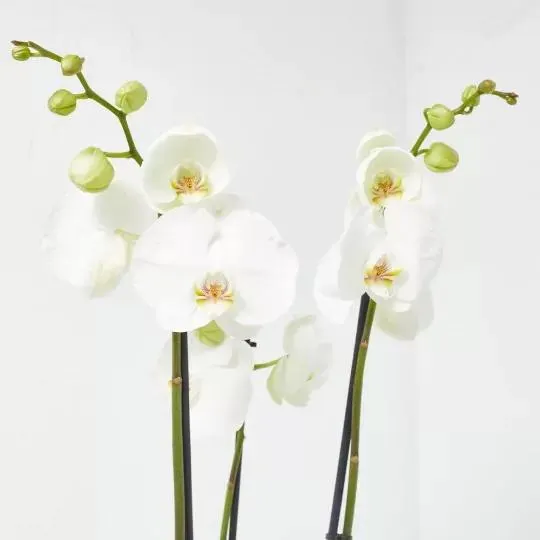 ORQUÍDEA PHALAENOPSIS 3TALLOS BLANCA + CUBRE THALIA BLANCO