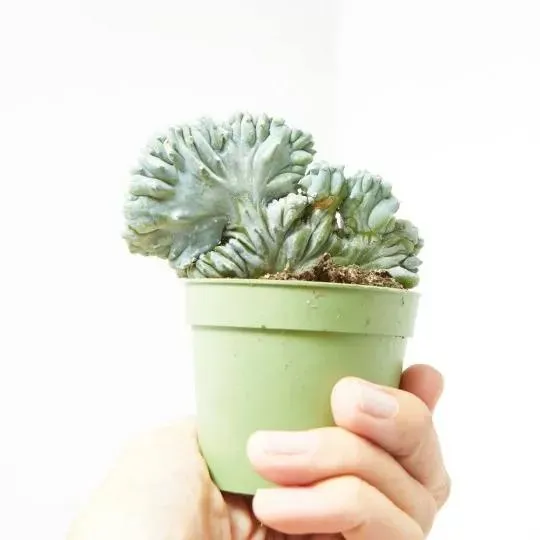 MYRTILLOCACTUS GEOMETRIZANS CRESTATA M-6.5