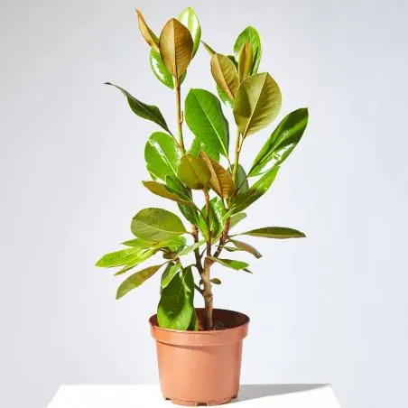 MAGNOLIO MACETA 15CM