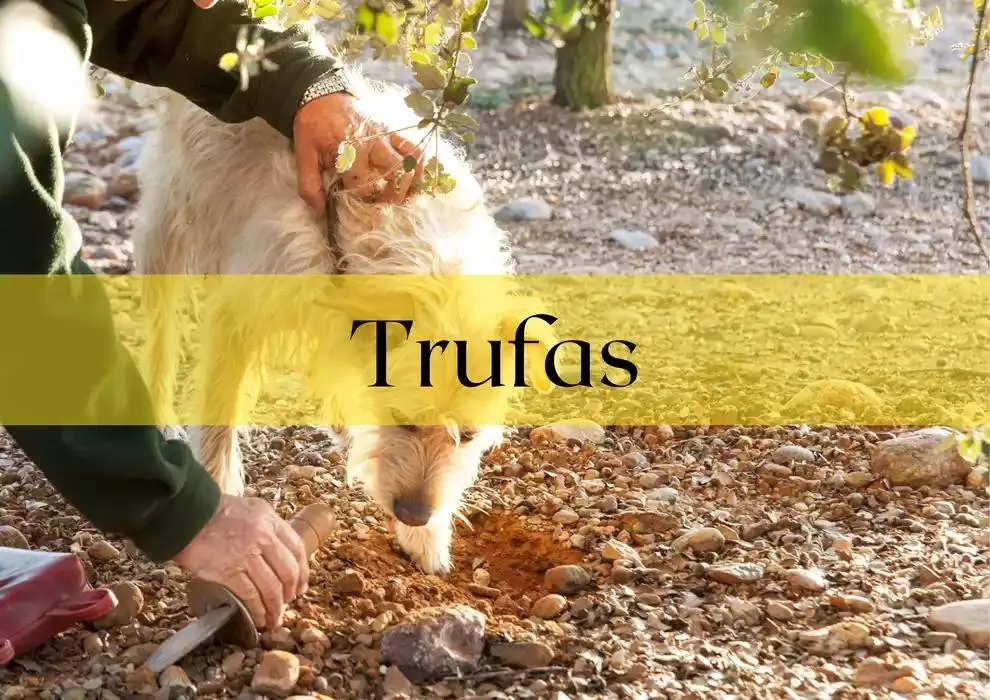 Catálogo de GUIA DE TRUFAS Y SETAS MAKRO - MAKRO 31 de diciembre al 14 de enero 2025 - Página 3