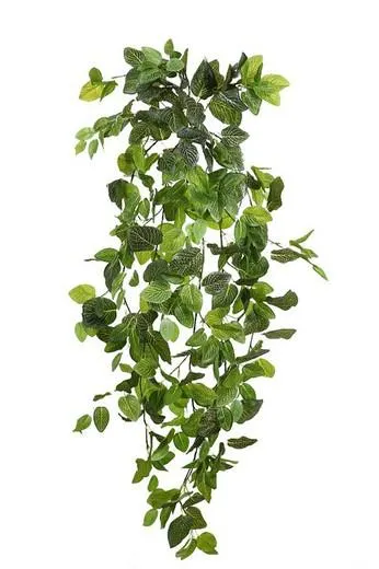 Planta artificial, Fitonia colgante