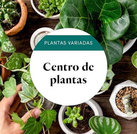 Centro de plantas del florista