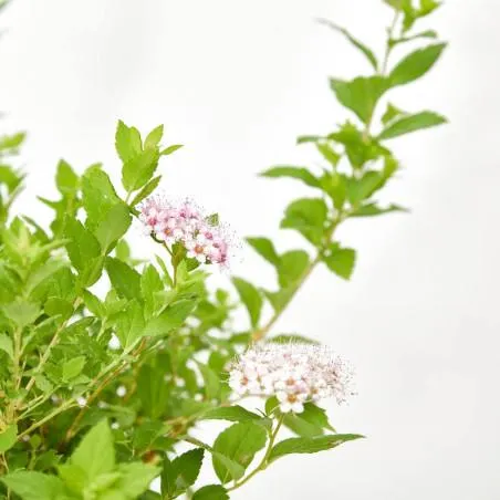 SPIREA MACETA 15CM
