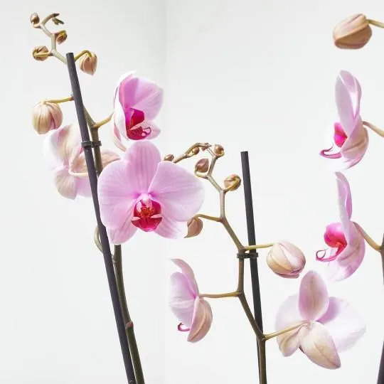 ORQUÍDEA PHALAENOPSIS 3TALLOS ROSA + CUBRE THALIA ROSA