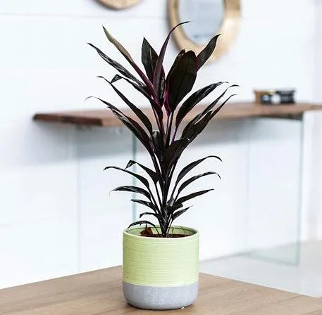 Cordyline Tango
