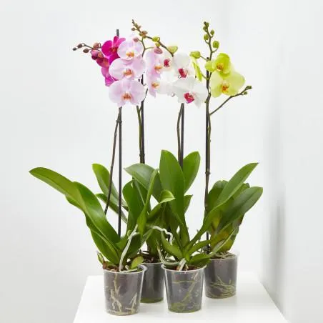 ORQUÍDEA PHALAENOPSIS 1 TALLO MACETA 12CM SURTIDO VARIADO