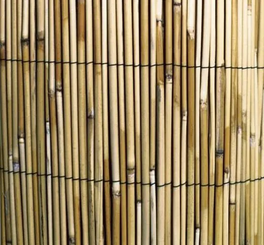 Cañizo bambú chino