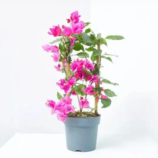 BOUGANVILLA ESPALDERA M-14