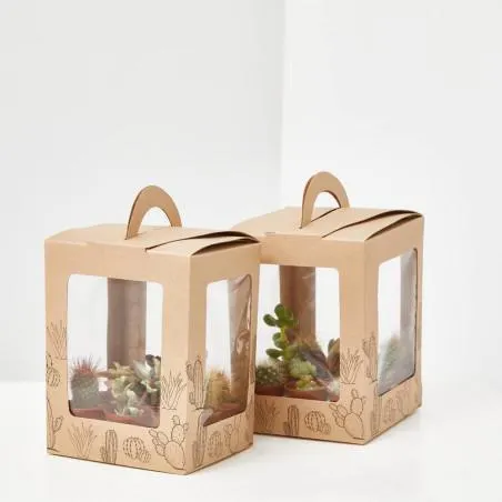 CACTUS M-3.5 9UDS EN CAJA DECO KRAFT