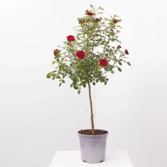 ROSAL POLYANTHA COPA MACETA 3L