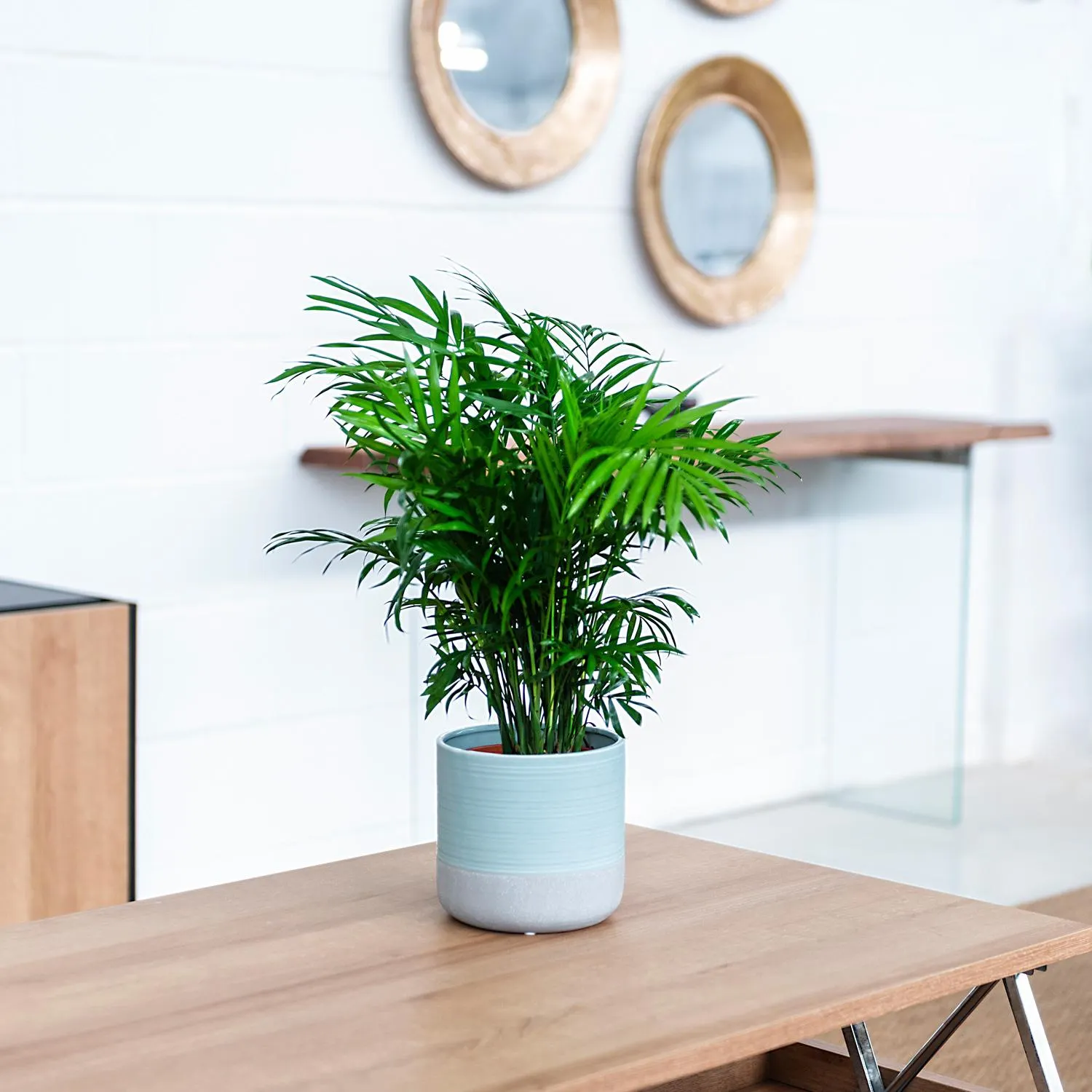 Chamaedorea Elegans M-14