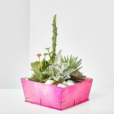 COMPOSICIÓN CRASAS MADERA NATURAL 20X20CM