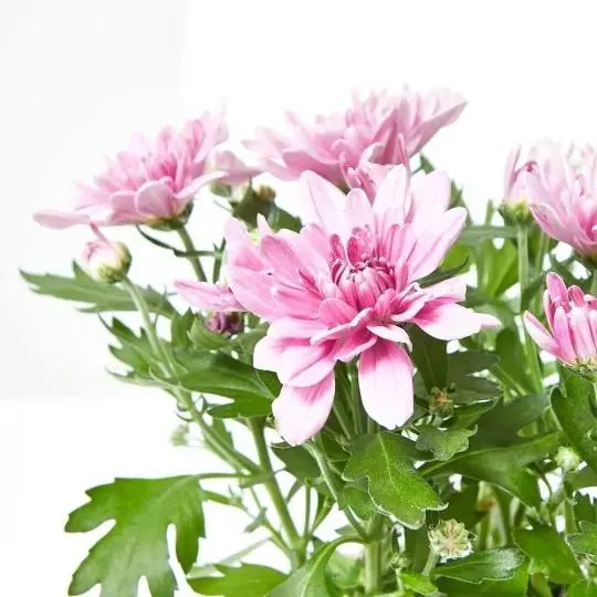 MARGARITA HIBRIDA DOBLE M-12