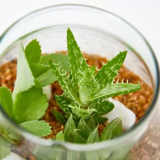 COMPOSICIÓN CRASAS MATRAZ