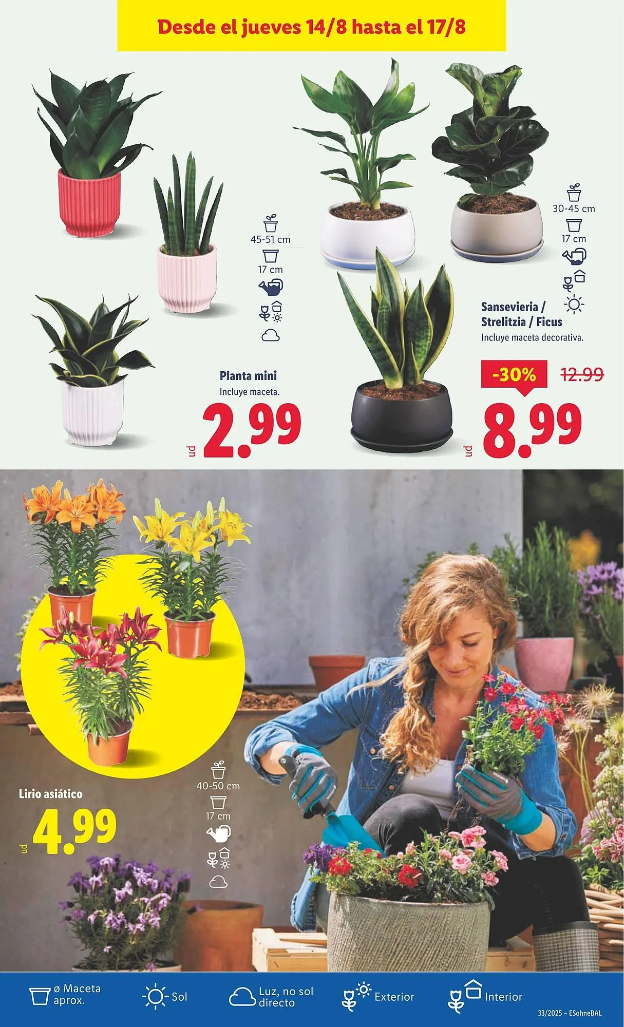 Catálogo de Folleto Lidl 11 de agosto al 17 de agosto 2025 - Página 33