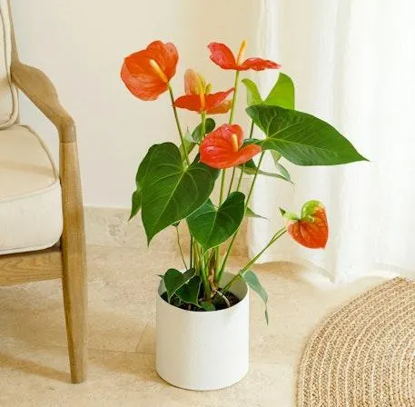 Anthurium rojo