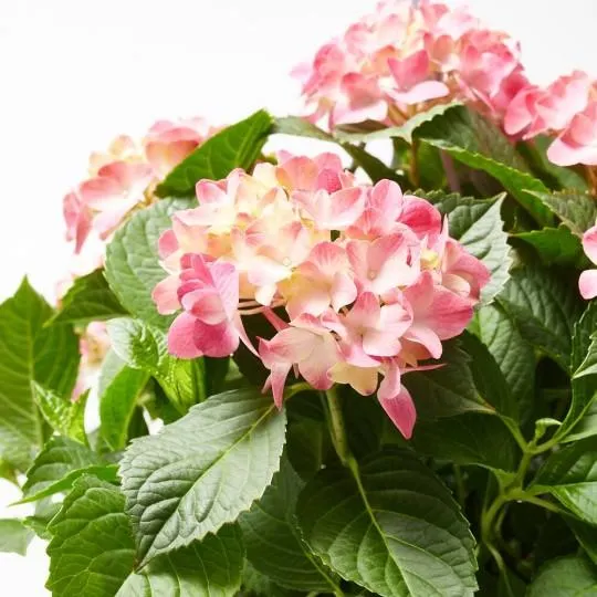 HORTENSIA COLGADOR MACETA 25CM