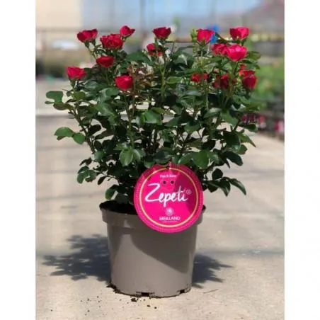 ROSAL ZEPETI MACETA 20CM