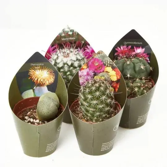 CACTUS Y CRASAS ESPECIALES M-5.5