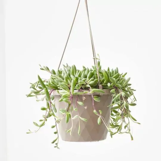 SENECIO RUBY NECKLACE COLGANTE