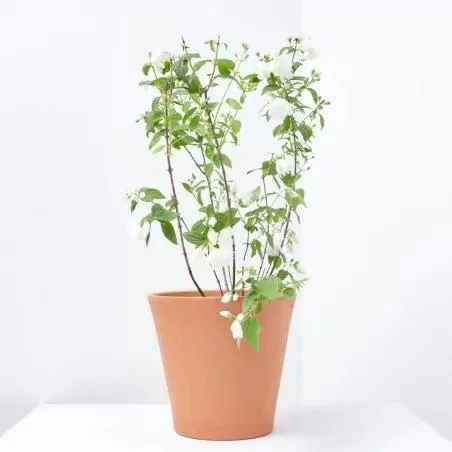 CELINDO MACETA 3 LITROS