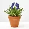 MUSCARI