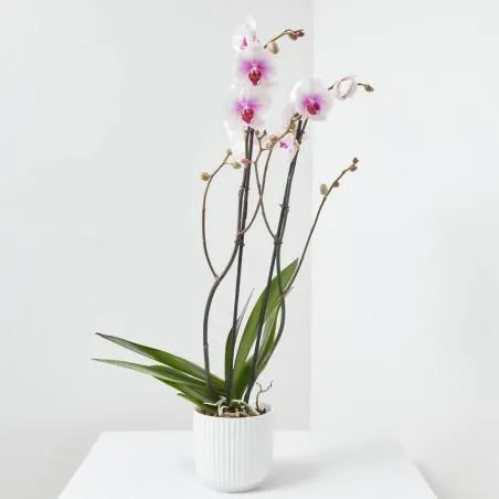 LOTE PHALAENOPSIS + MACETA LUNA BLANCA