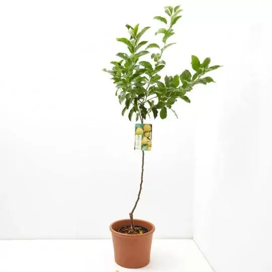 MANZANO GOLDEN MACETA 10 LITROS