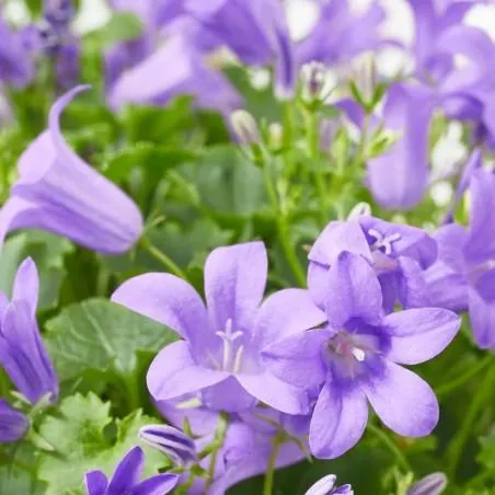 CAMPÁNULA CESTA 27CM