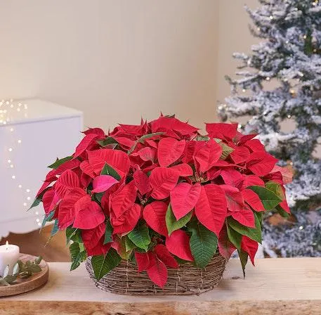 Cesta de Estrella de Navidad Extra