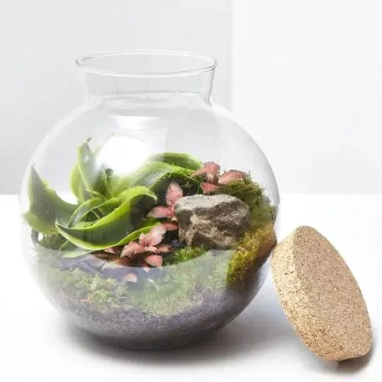 TERRARIO NATURAL HAVANNA S D19 H20