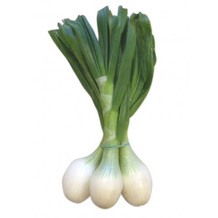 CEBOLLETAS MANOJO, 1KG APROX PLAZA