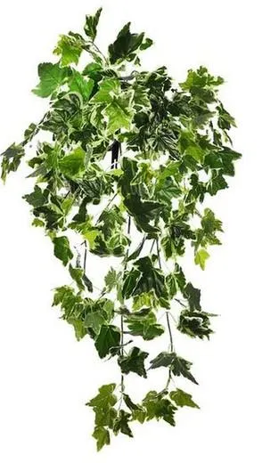 Hiedra realista