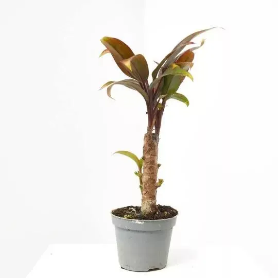 CORDYLINE FRUTICOSA PURPLE COMPACTA MACETA 6CM