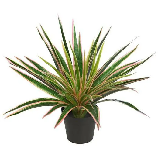 Dracena Marginata tricolor 35cm