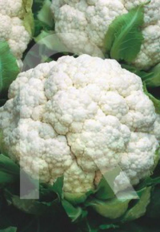 Coliflor metropol (tardia)