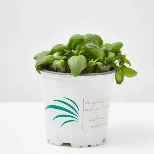 ALBAHACA EXTRA MACETA 11CM